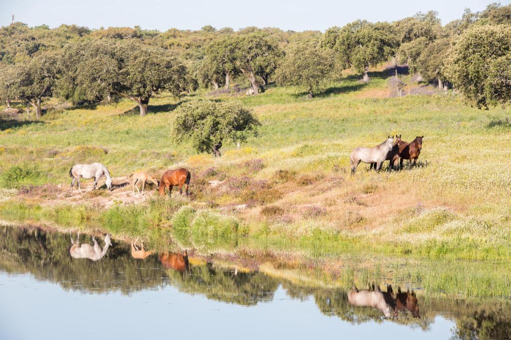 אראיולוס Monte Velho Equo-Resort מראה חיצוני תמונה